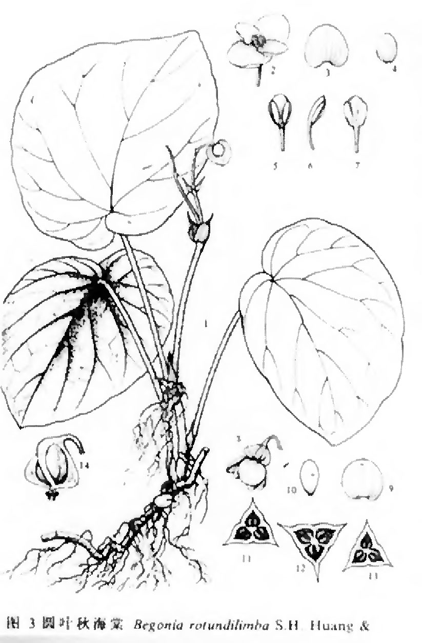B. rotundilimba